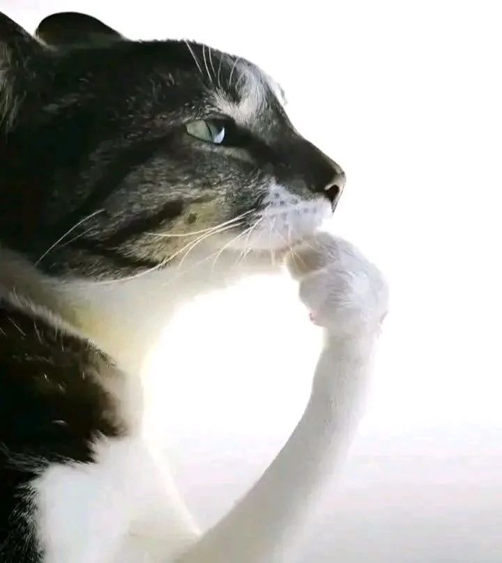 Imagem anexada ao comentário